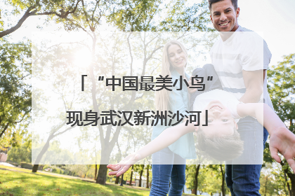 “中国最美小鸟”现身武汉新洲沙河