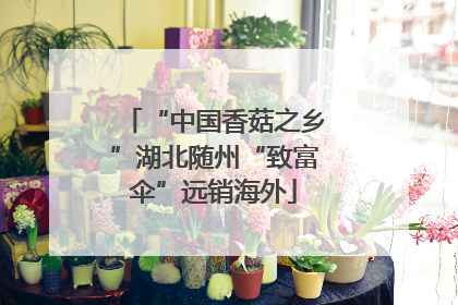 “中国香菇之乡”湖北随州“致富伞”远销海外