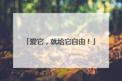 爱它，就给它自由！