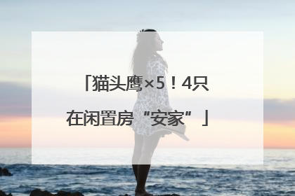 猫头鹰×5！4只在闲置房“安家”