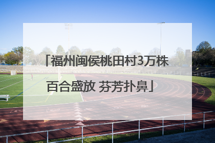 福州闽侯桃田村3万株百合盛放 芬芳扑鼻