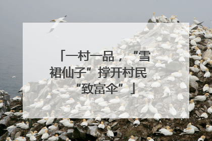一村一品，“雪裙仙子”撑开村民“致富伞”