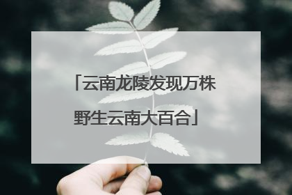 云南龙陵发现万株野生云南大百合