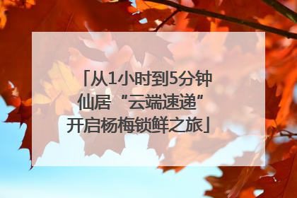 从1小时到5分钟 仙居“云端速递”开启杨梅锁鲜之旅