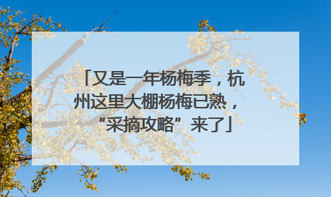 又是一年杨梅季，杭州这里大棚杨梅已熟，“采摘攻略”来了