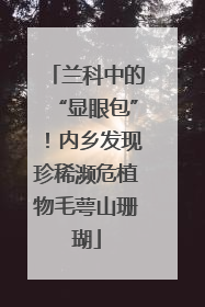 兰科中的“显眼包”！内乡发现珍稀濒危植物毛萼山珊瑚