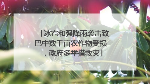 冰雹和强降雨袭击致巴中数千亩农作物受损，政府多举措救灾