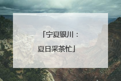 宁夏银川：夏日采茶忙