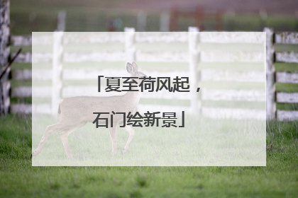 夏至荷风起，石门绘新景