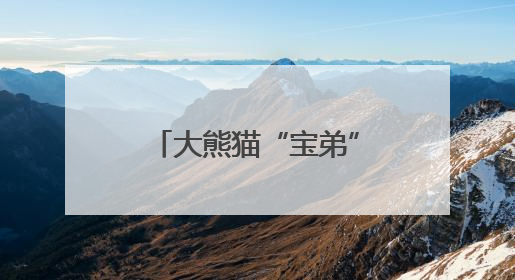 大熊猫“宝弟”“宝妹”正式亮相温州动物园！对本地美食情有独钟