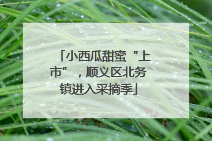 小西瓜甜蜜“上市”，顺义区北务镇进入采摘季
