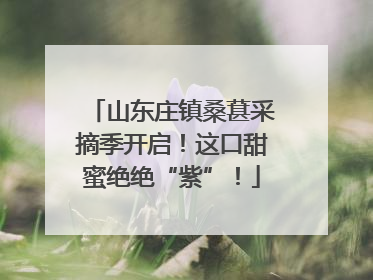 山东庄镇桑葚采摘季开启！这口甜蜜绝绝“紫”！