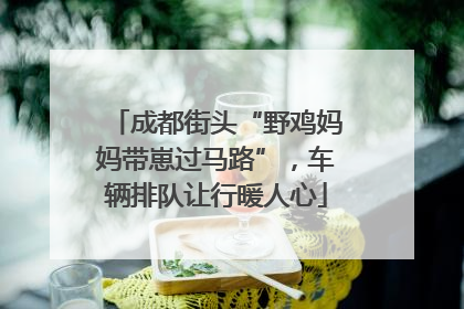 成都街头“野鸡妈妈带崽过马路”，车辆排队让行暖人心