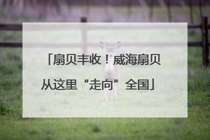 扇贝丰收！威海扇贝从这里“走向”全国