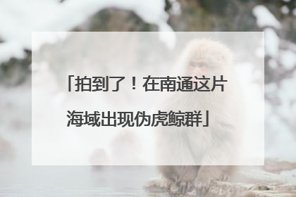拍到了！在南通这片海域出现伪虎鲸群