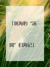 斑海豹“汤圆”归海记