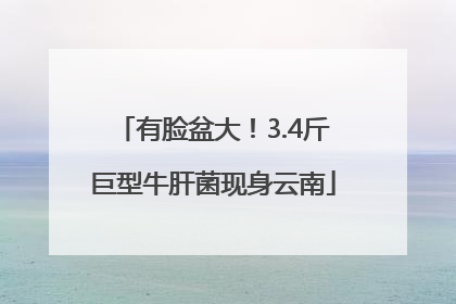 有脸盆大！3.4斤巨型牛肝菌现身云南