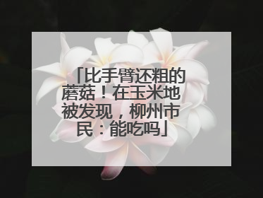 比手臂还粗的蘑菇！在玉米地被发现，柳州市民：能吃吗