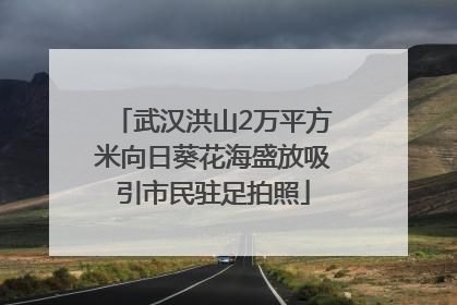 武汉洪山2万平方米向日葵花海盛放吸引市民驻足拍照