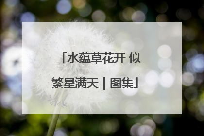 水蕴草花开 似繁星满天｜图集