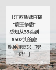 江苏盐城直播“鹿王争霸”：感知从39头到8502头的麋鹿种群复兴“密码”