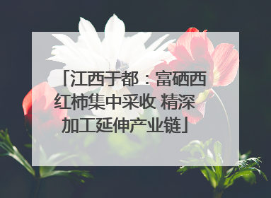 江西于都：富硒西红柿集中采收 精深加工延伸产业链