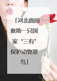 河北曲周救助一只国家“三有”保护动物翠鸟