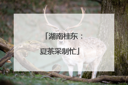 湖南桂东：夏茶采制忙