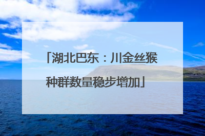 湖北巴东：川金丝猴种群数量稳步增加