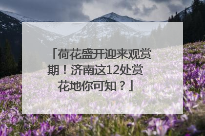 荷花盛开迎来观赏期！济南这12处赏花地你可知？