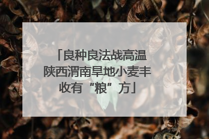 良种良法战高温 陕西渭南旱地小麦丰收有“粮”方