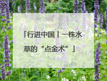 行进中国丨一株水草的“点金术”