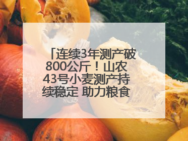 连续3年测产破800公斤！山农43号小麦测产持续稳定 助力粮食增产丰收