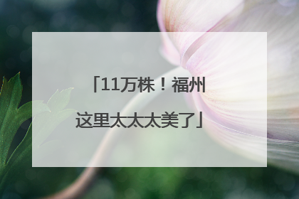 11万株！福州这里太太太美了