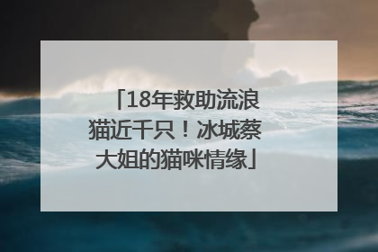 18年救助流浪猫近千只！冰城蔡大姐的猫咪情缘